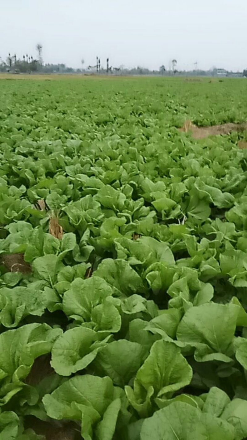 青菜