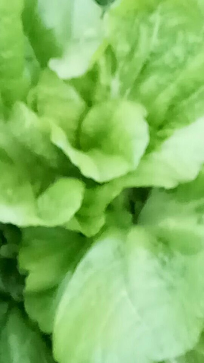青菜