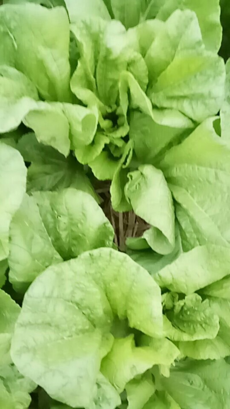 青菜