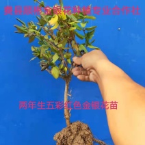 【热卖】金银花苗五彩红色金银花两年生苗直径1公分左右