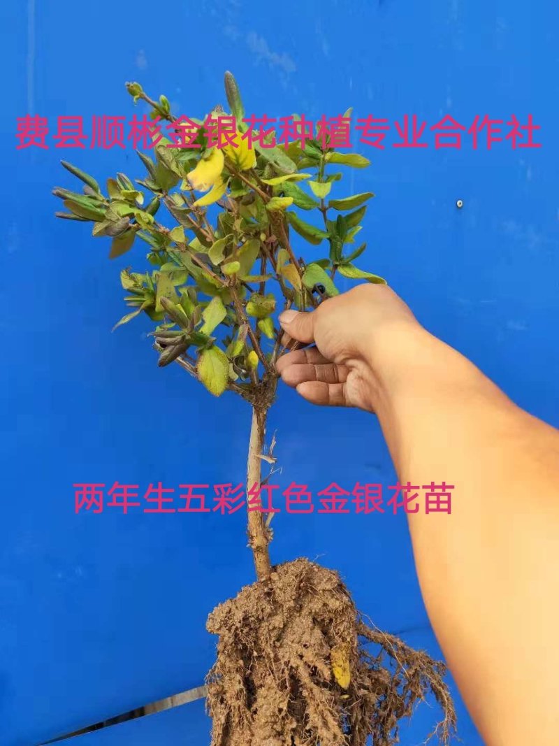【热卖】金银花苗五彩红色金银花两年生苗直径1公分左右
