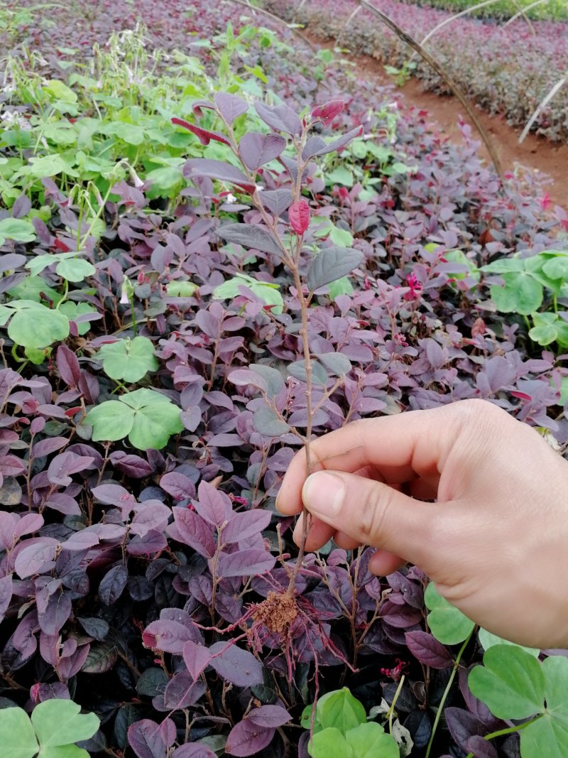 批发红花继木苗红继木扦插苗绿化花圃用苗保湿保鲜发货