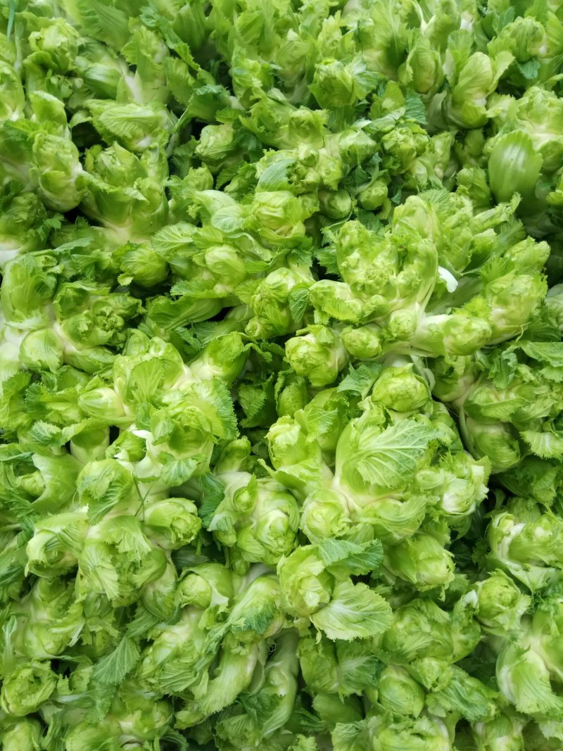 儿菜