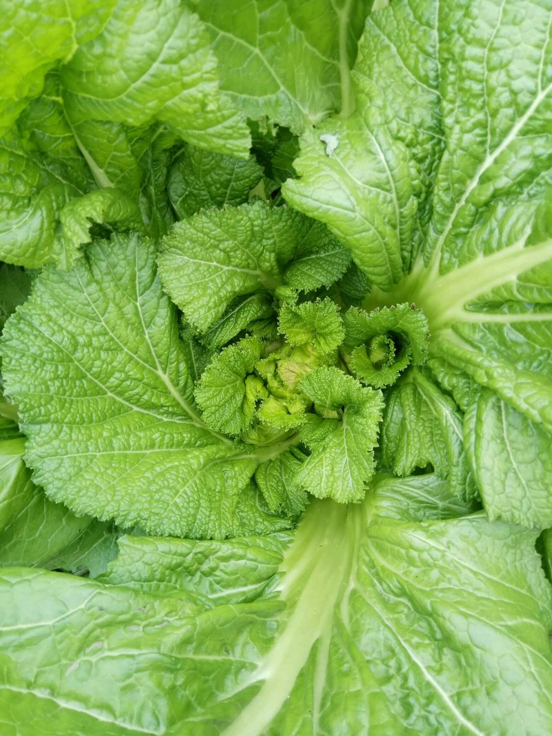 儿菜