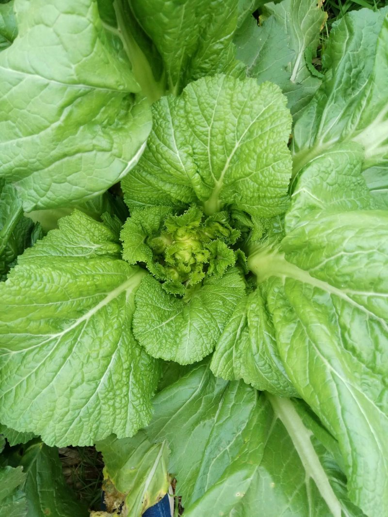 儿菜