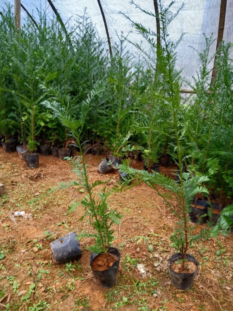 红豆杉盆景带盆栽好50~80cm