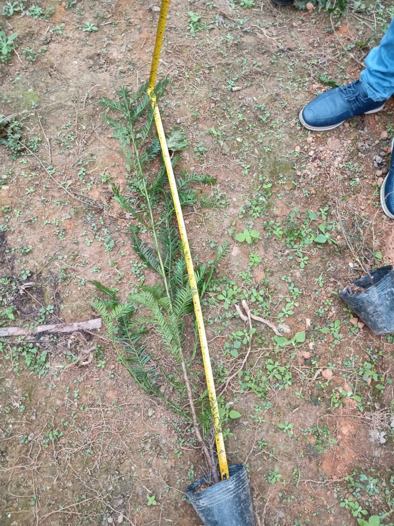 红豆杉盆景带盆栽好50~80cm