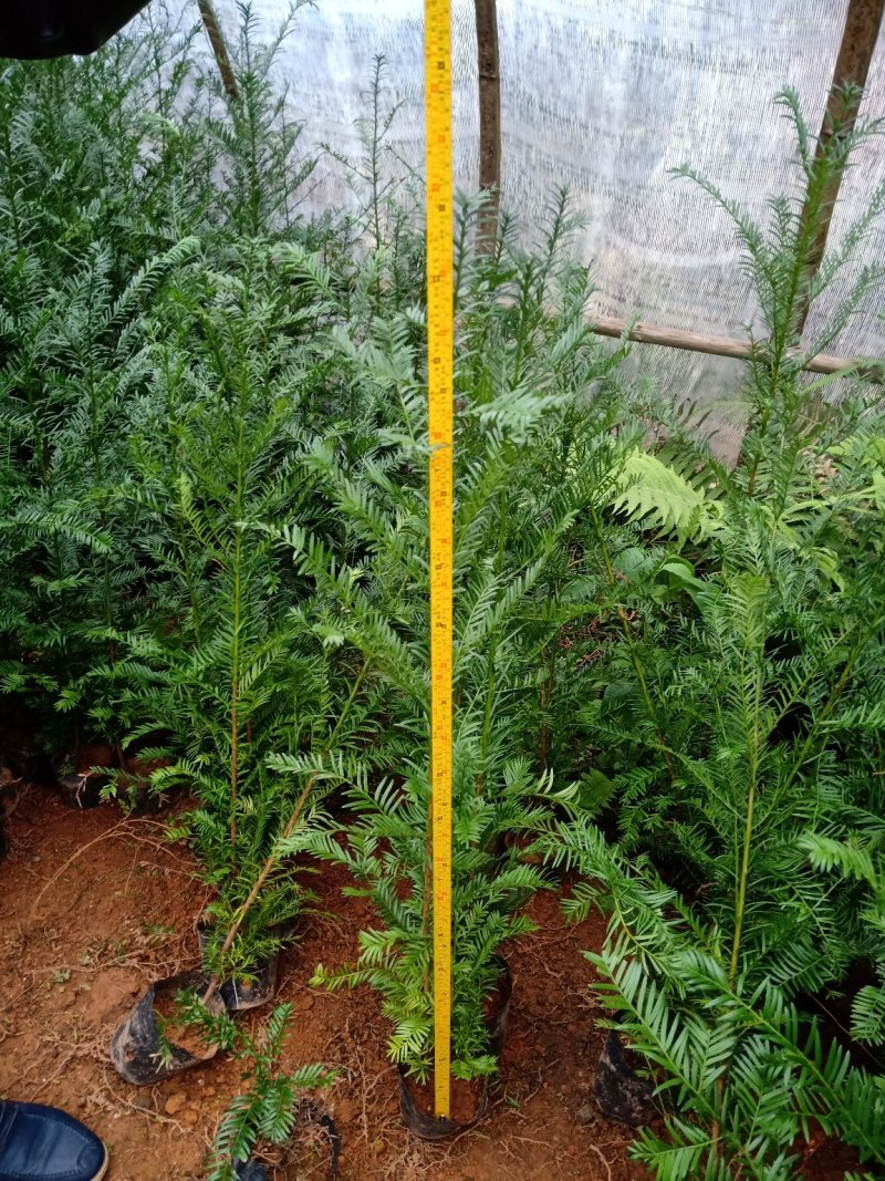 红豆杉盆景带盆栽好50~80cm