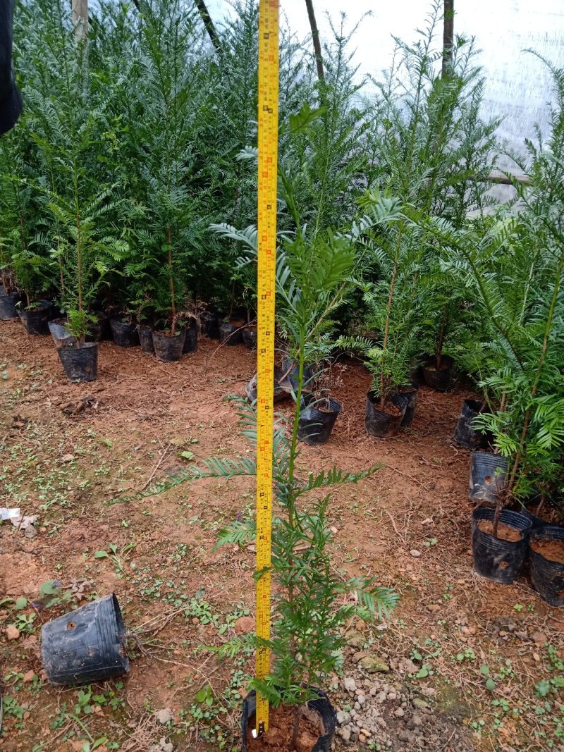 红豆杉盆景带盆栽好50~80cm