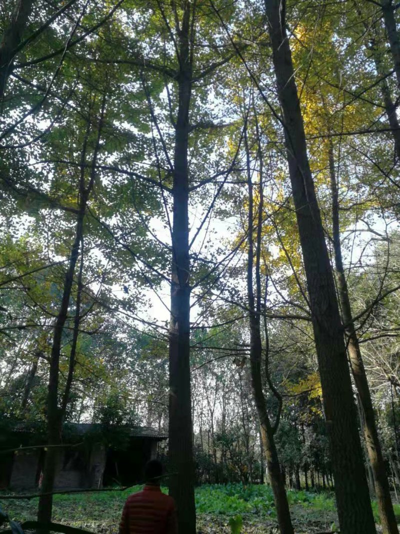 银杏