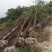 香樟，樟树大小叶，光杆全冠骨架，2到18公分，一棵包邮