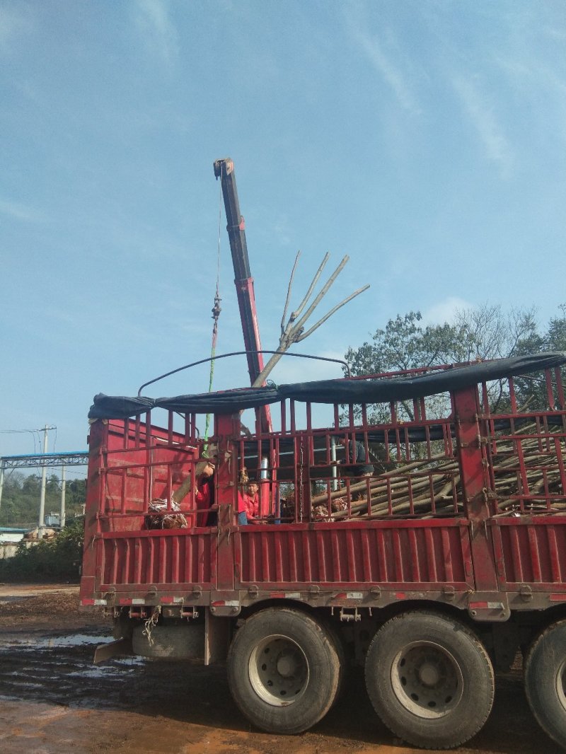 湖北栾树，黄山栾树，全冠，发冒量大价优8到20公分