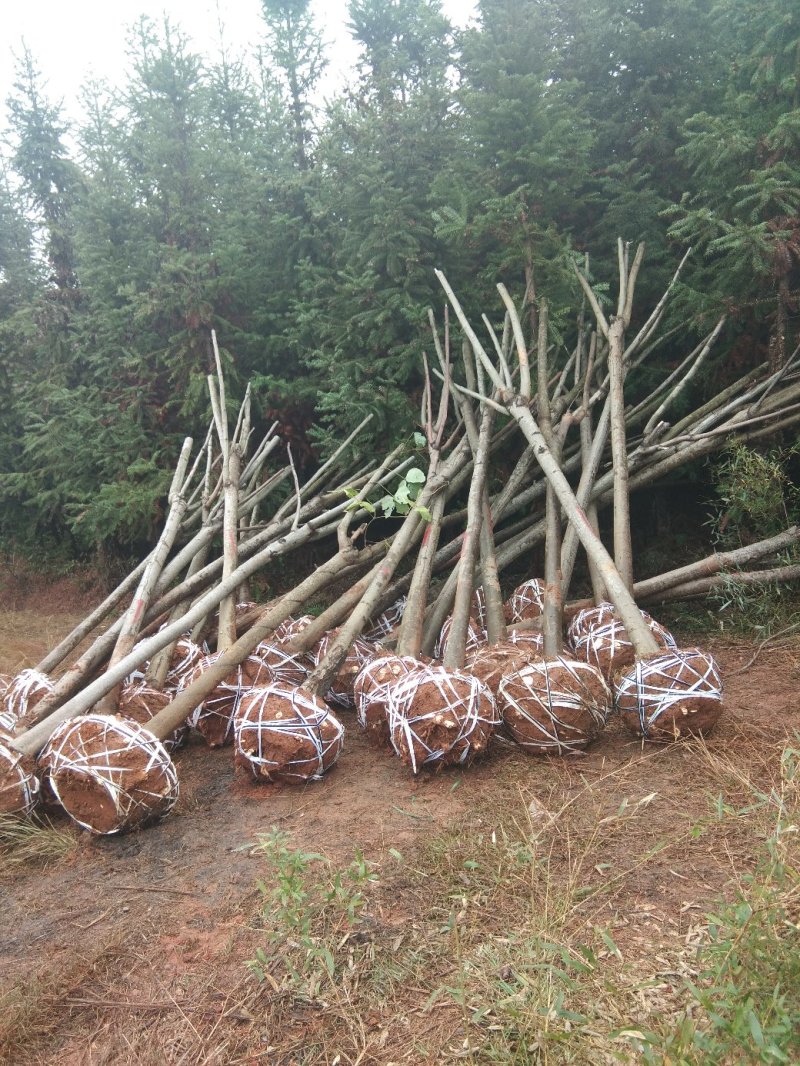 湖北栾树，黄山栾树，全冠，发冒量大价优8到20公分