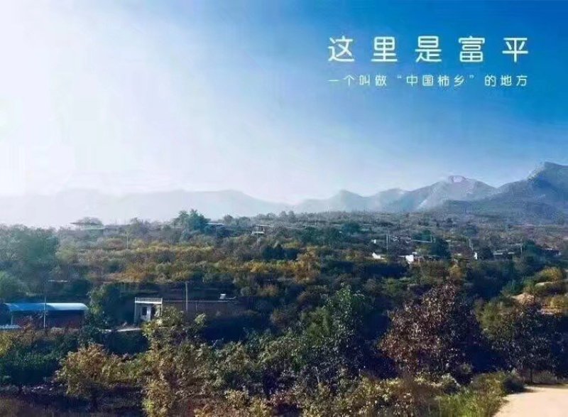富平柿饼