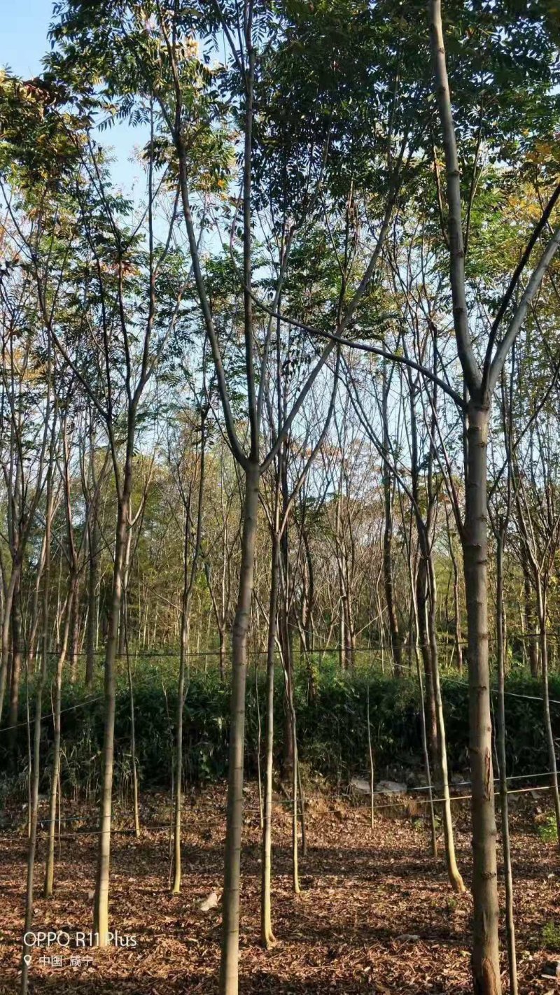 湖北栾树，黄山栾树，全冠，发冒量大价优8到20公分