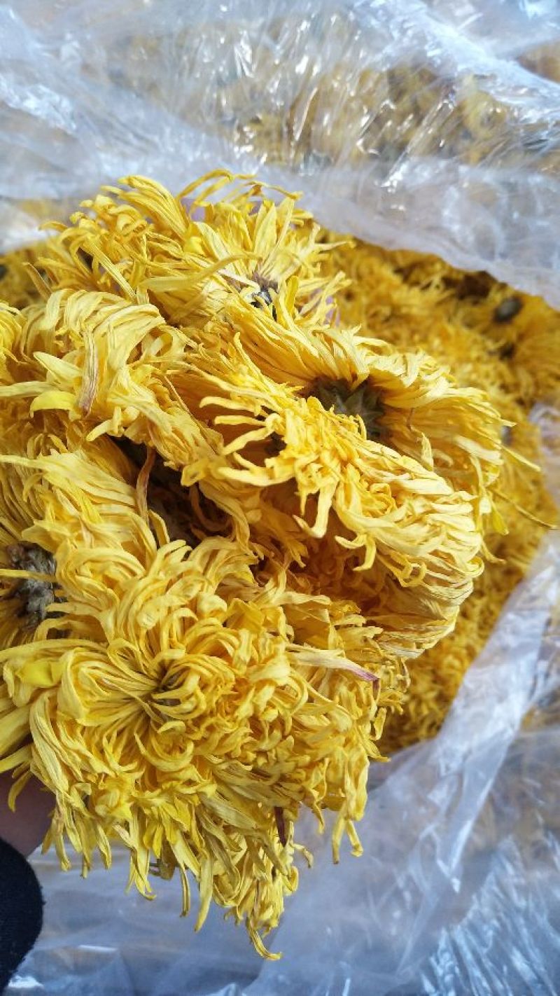 金丝皇菊