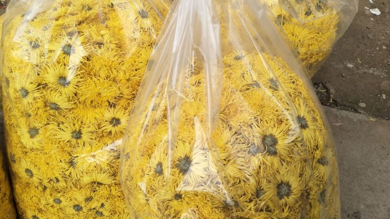 金丝皇菊