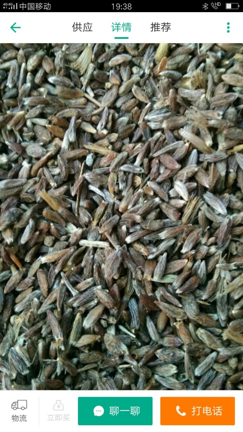 苍术苗，朱沙点苍术种子三门峡卢氏产地直销苍术籽，苍术苗