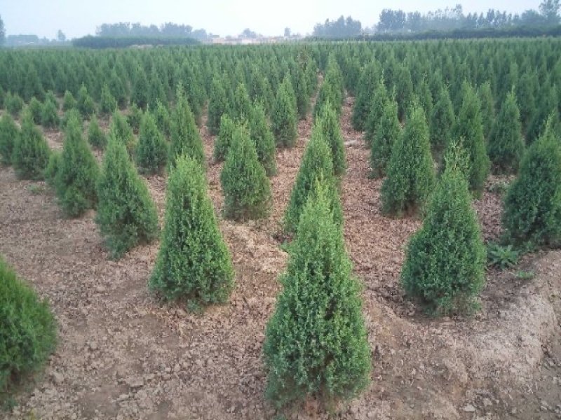 望都塔桧河北望都景观绿化3米自然塔形