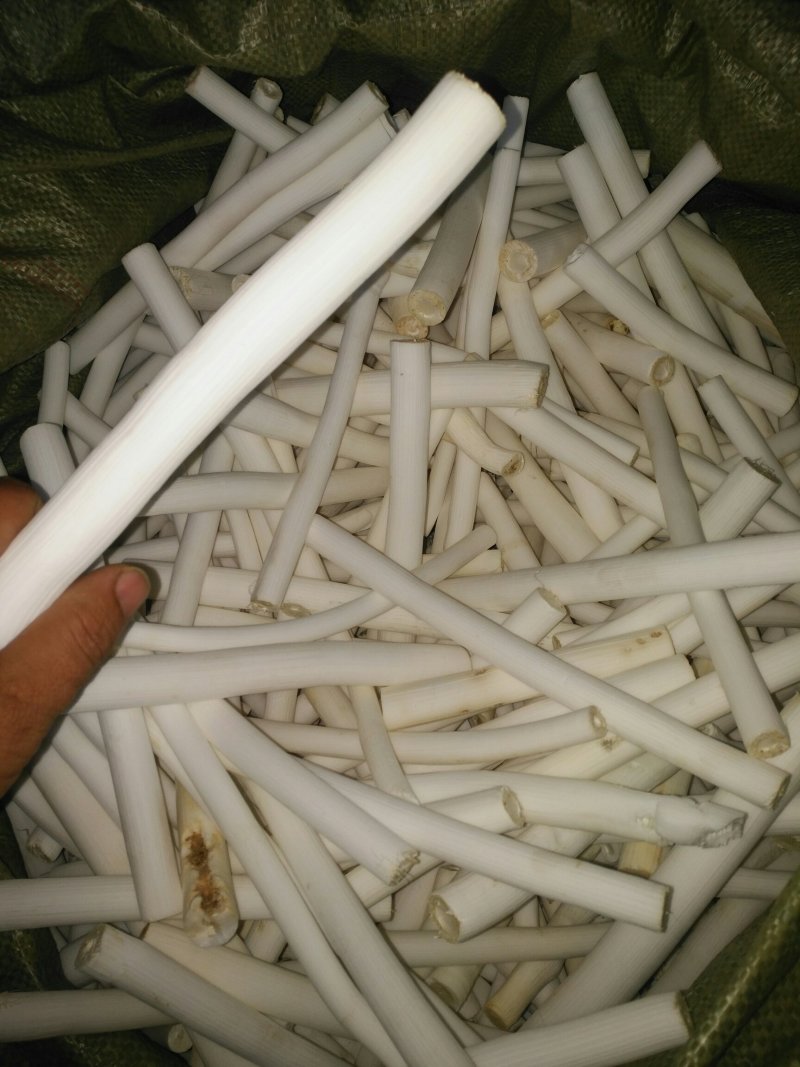 通草干品大通草成品非小通草优质通草