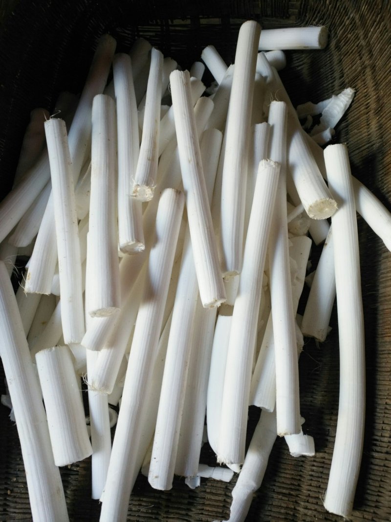 通草干品大通草成品非小通草优质通草