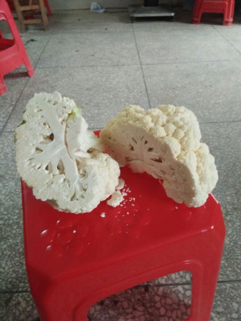 精品菜花，价格优惠，诚信合作！