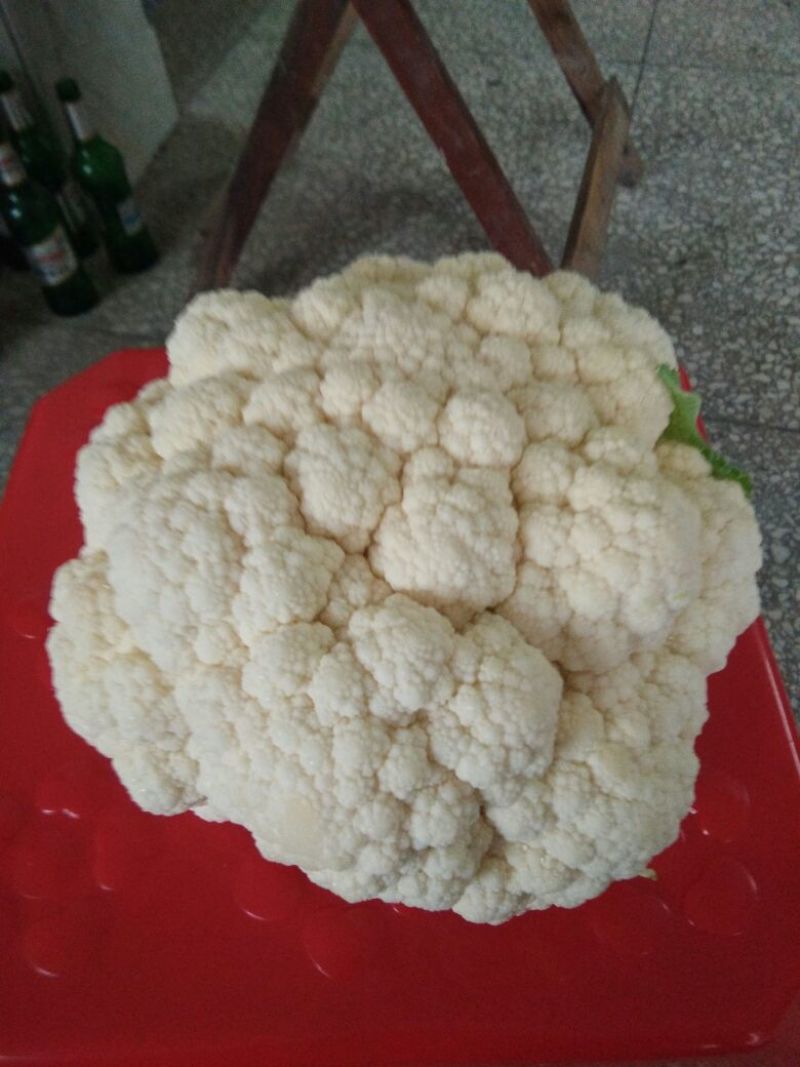 精品菜花，价格优惠，诚信合作！