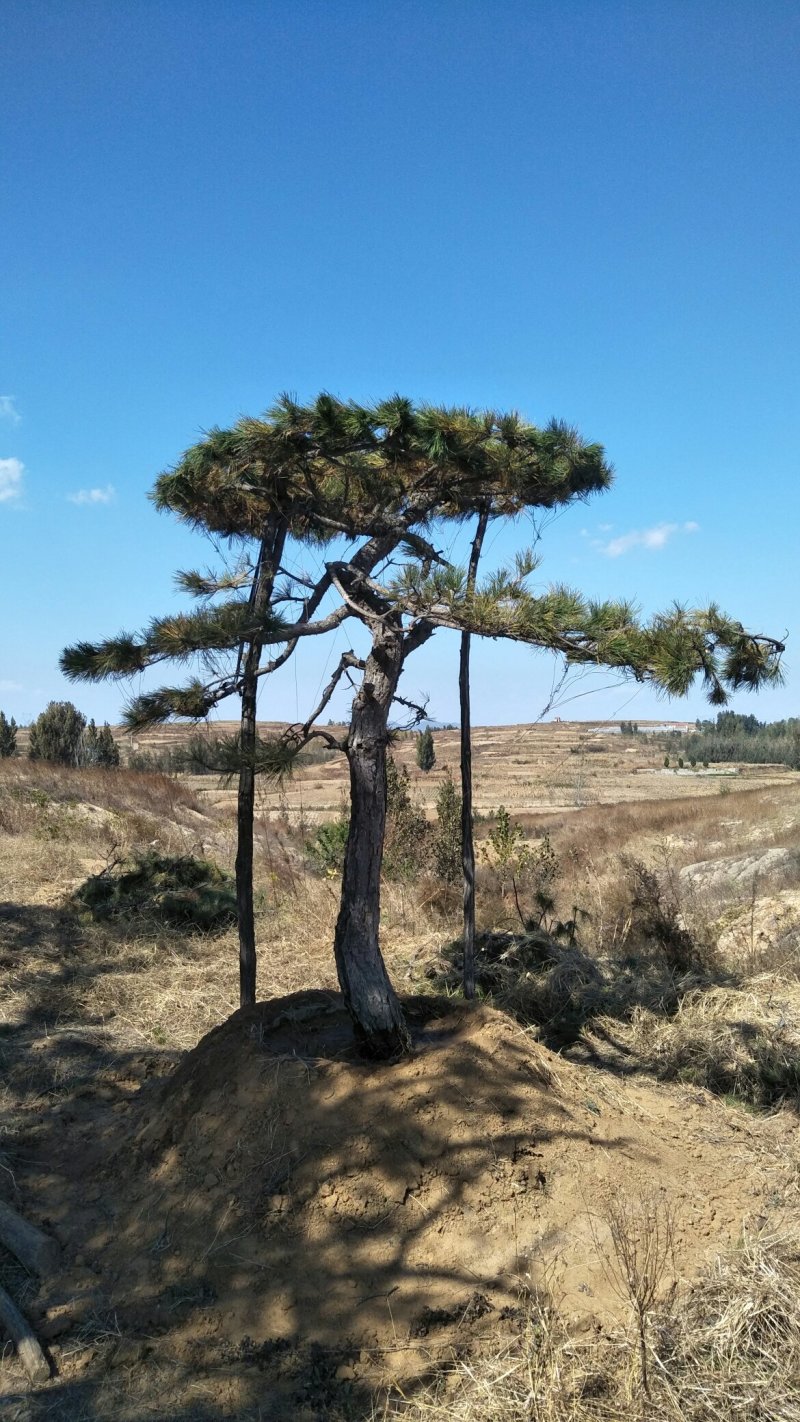 主营景观松，平顶松，泰山迎客松。