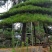 主营景观松，平顶松，泰山迎客松。