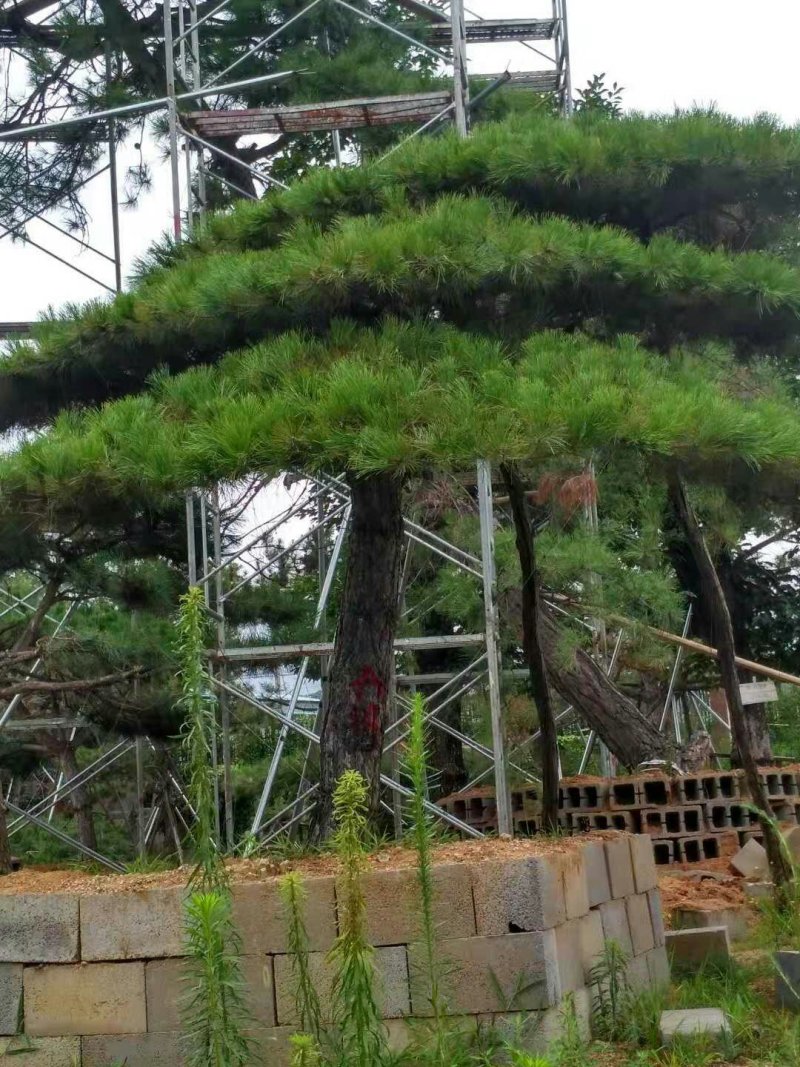 主营景观松，平顶松，泰山迎客松。