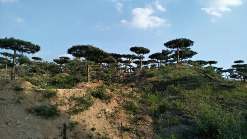 主营景观松，平顶松，泰山迎客松。