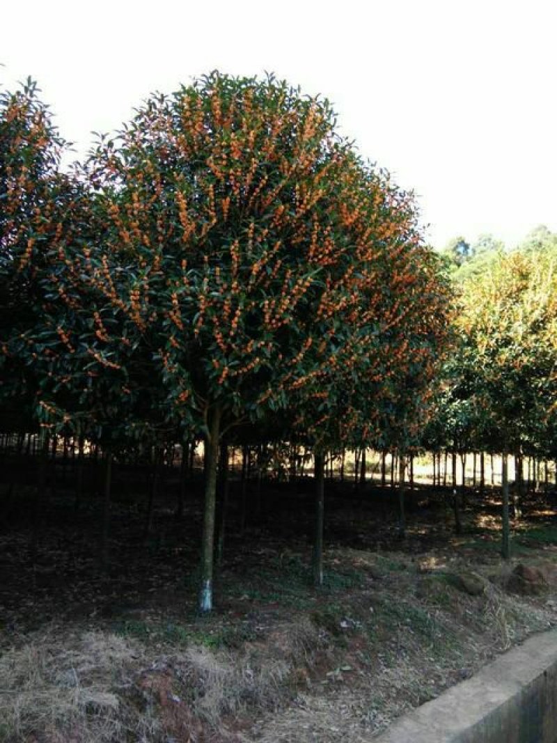 桂花树