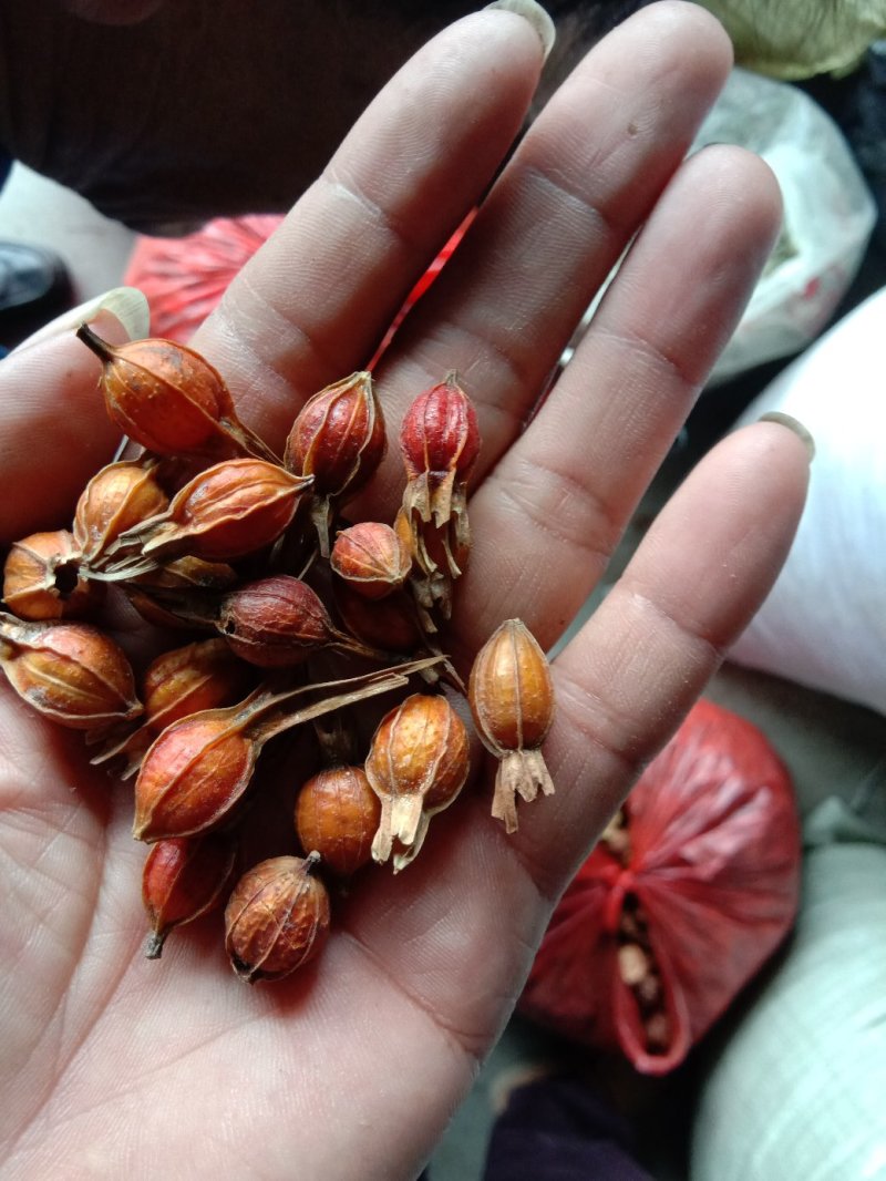 斗米虫