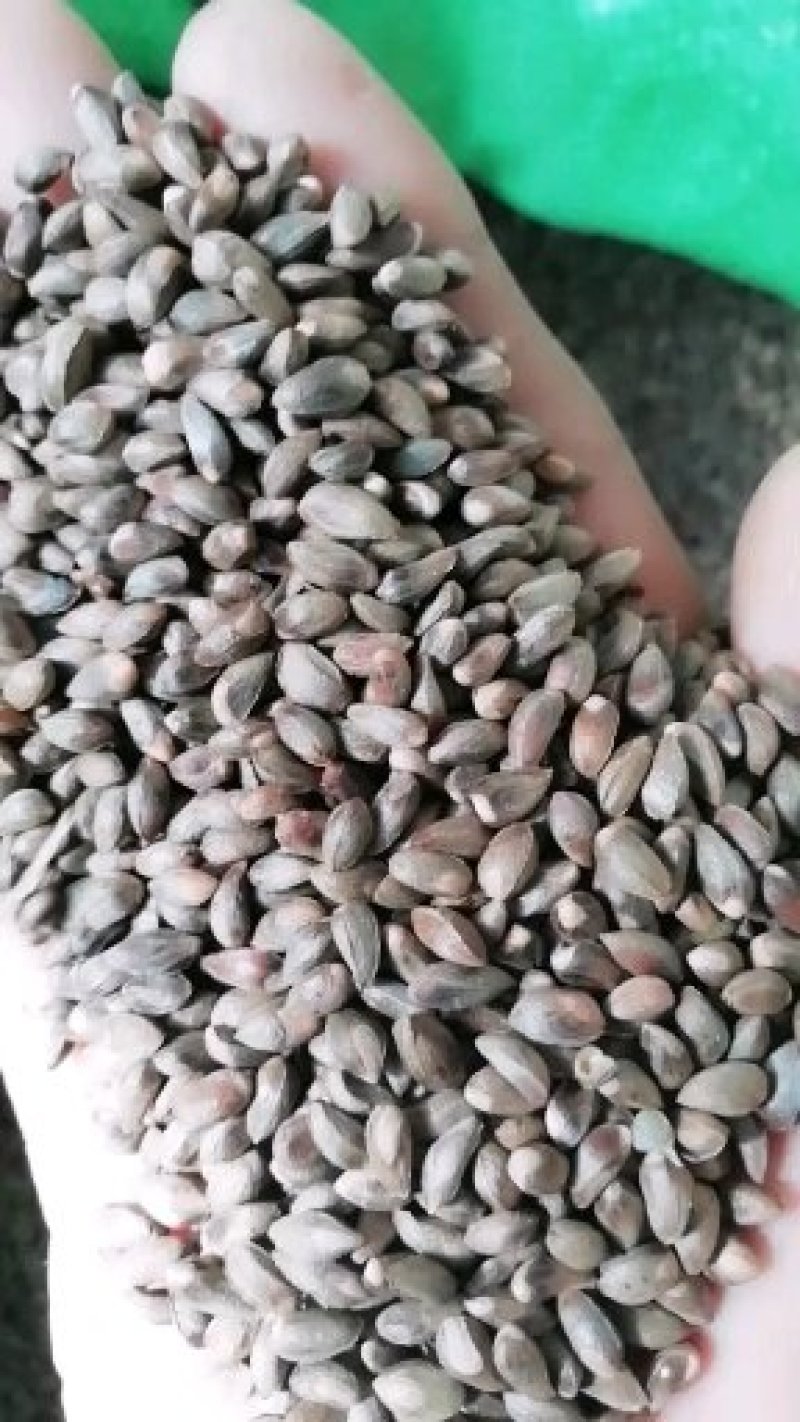 侧柏种子.柏树种子保出芽率90%以上货发全国各地