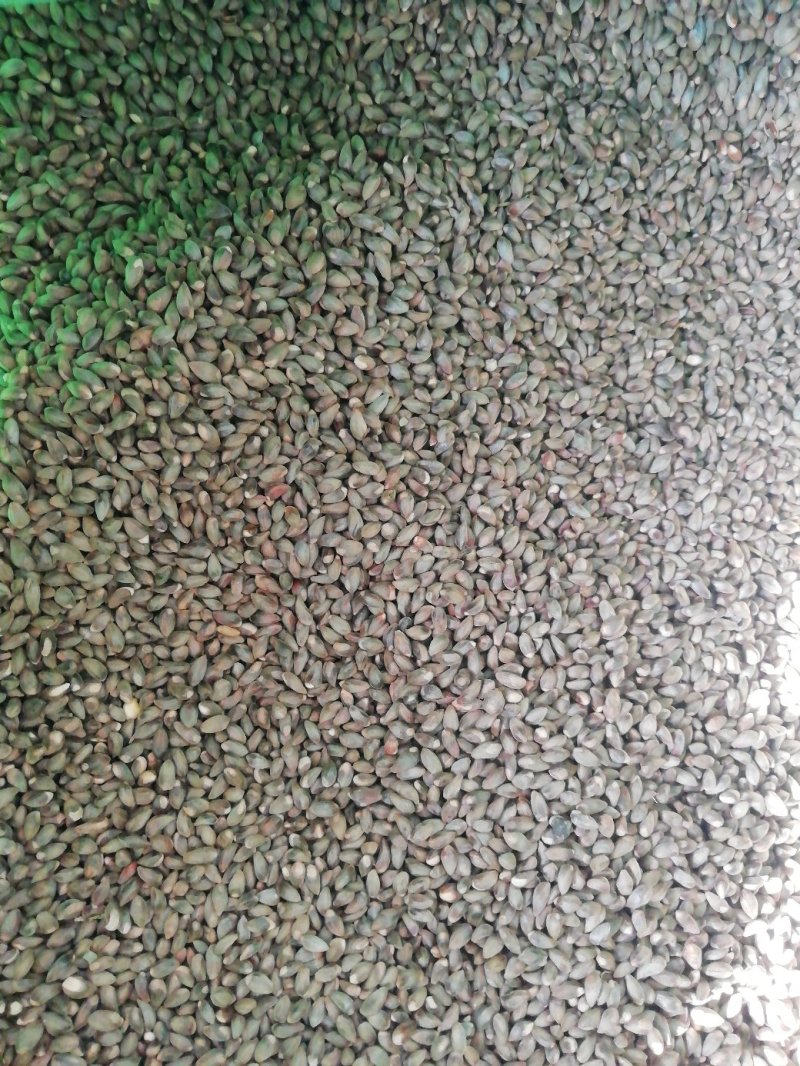 侧柏种子.柏树种子保出芽率90%以上货发全国各地