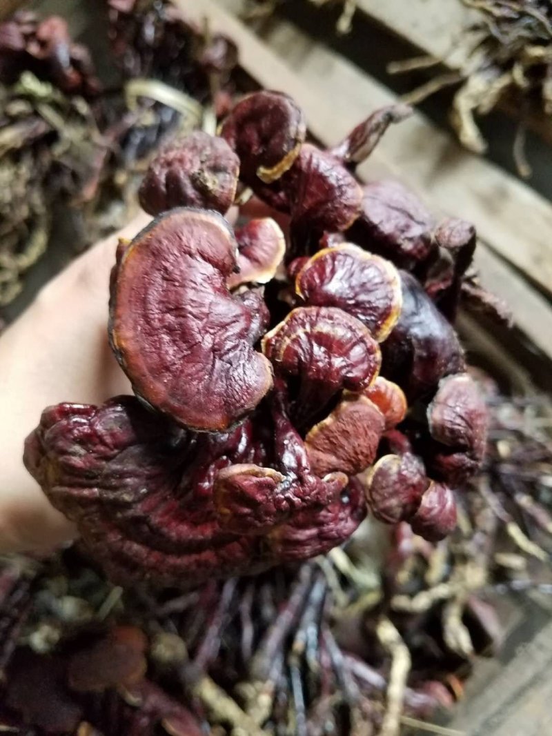 老挝野生小红灵芝-灵芝王