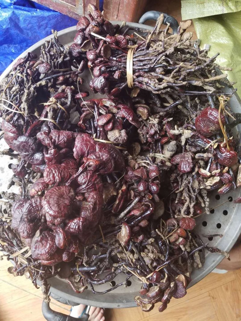 老挝野生小红灵芝-灵芝王