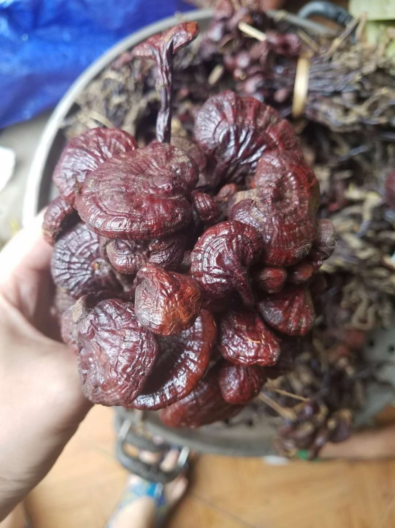 老挝野生小红灵芝-灵芝王