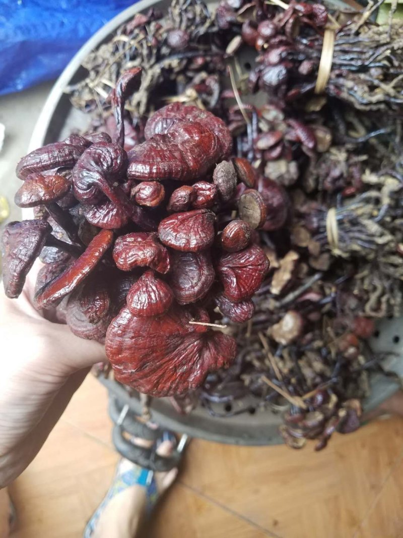 老挝野生小红灵芝-灵芝王