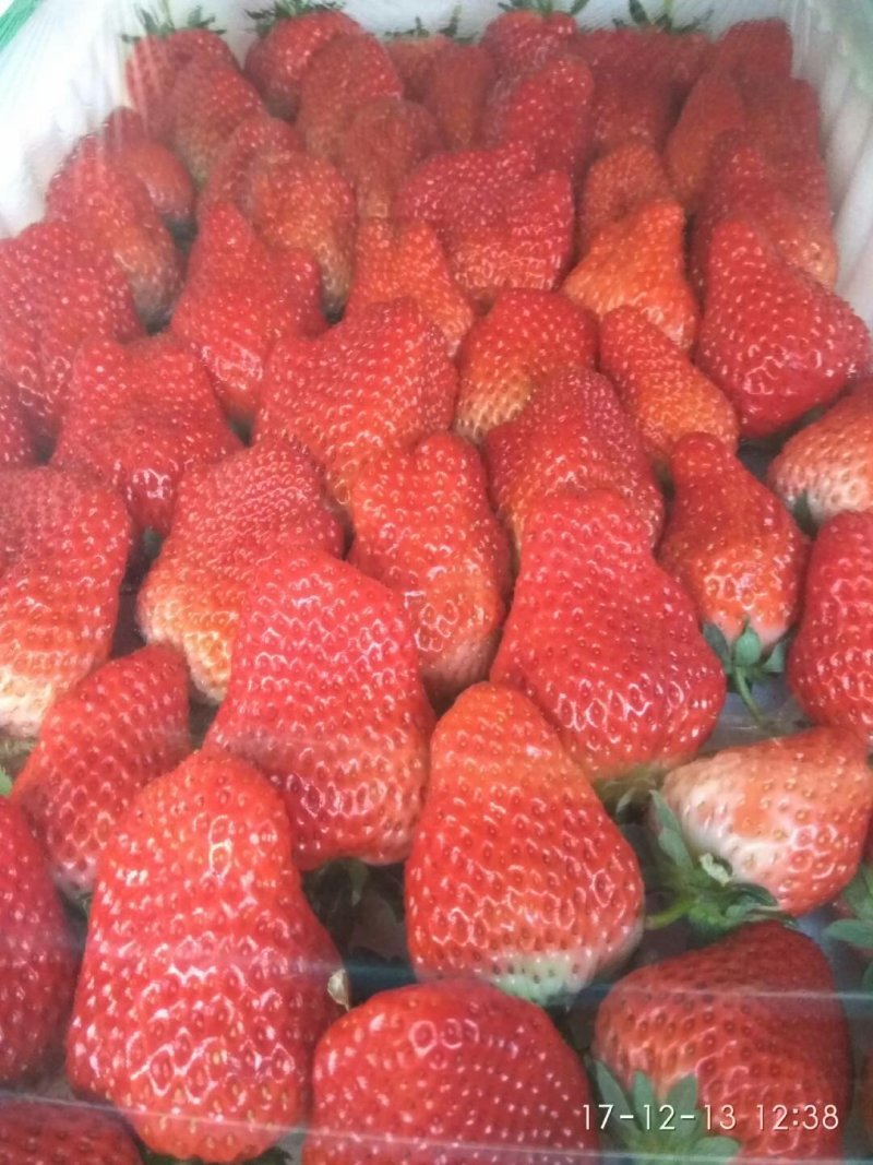 草莓