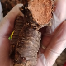 红景天西藏统个批发各种中药材批发零售各种规格