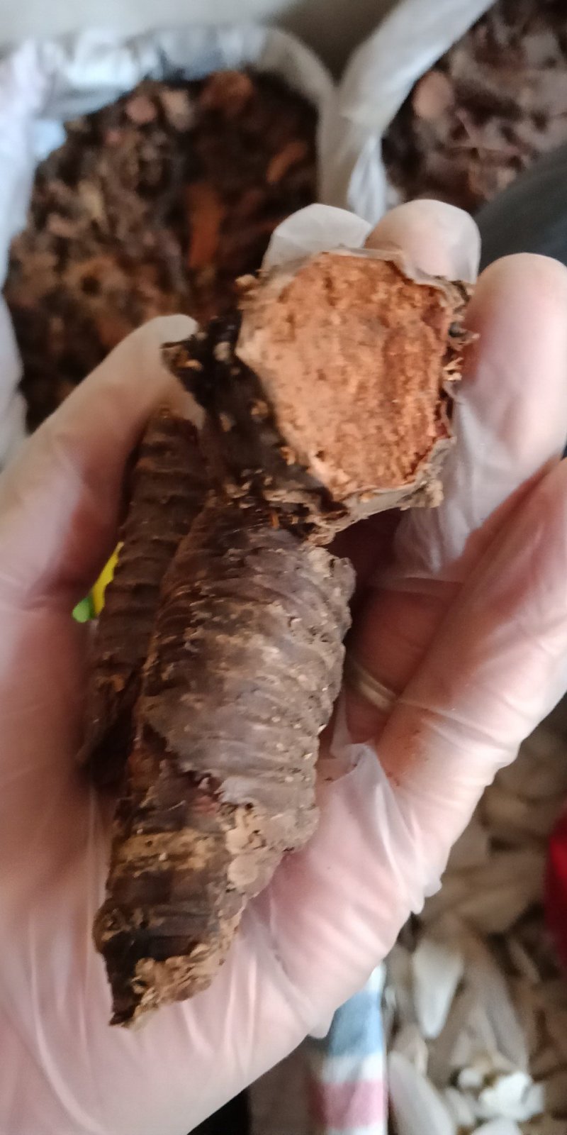 红景天西藏统个批发各种中药材批发零售各种规格