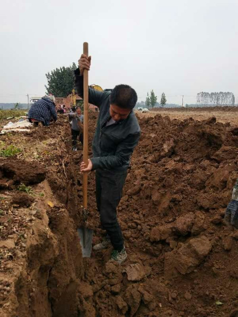 温县铁棍山药，产地直销