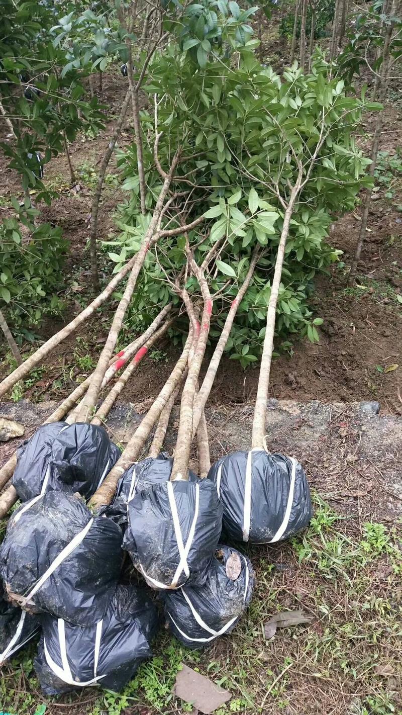 桂花树全桂树占地桂花树苗一棵代发