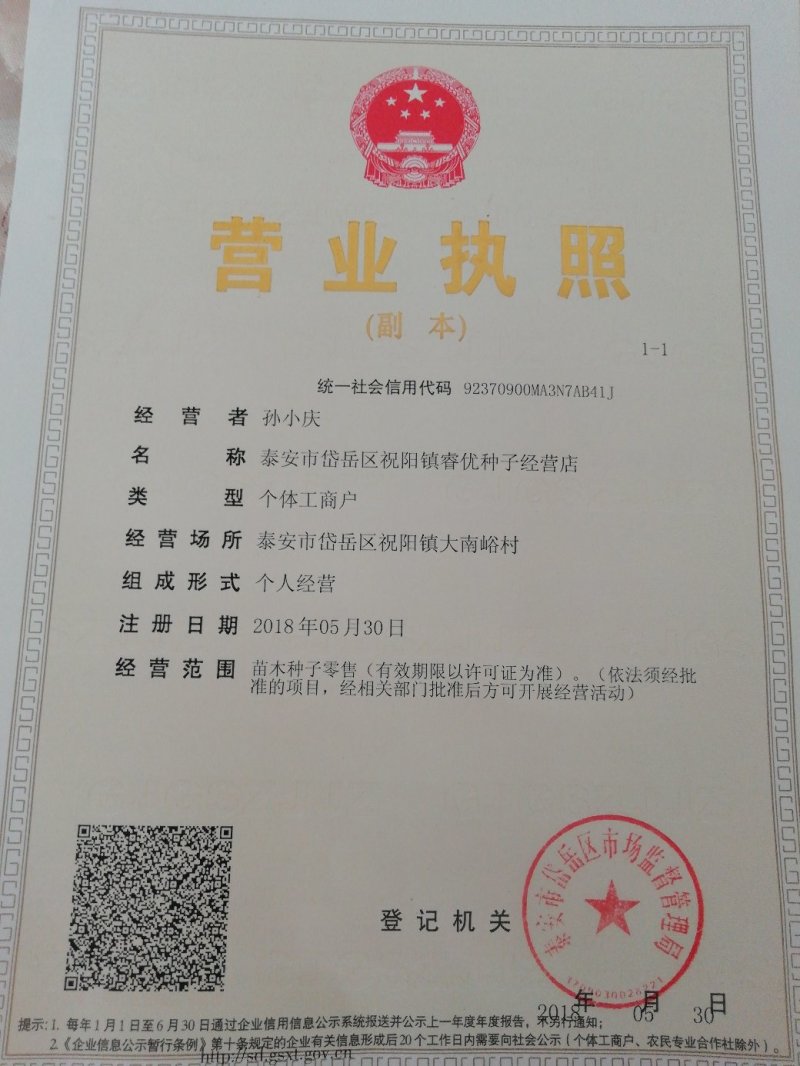 黑松种子产地供应品种纯正保出芽率支持全国各地发货