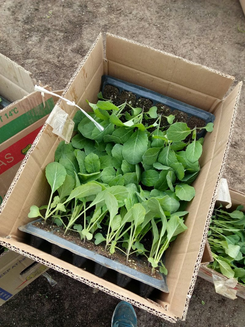 菜花苗，常年供应各个品种青梗白面花菜苗质量有保证，发货快