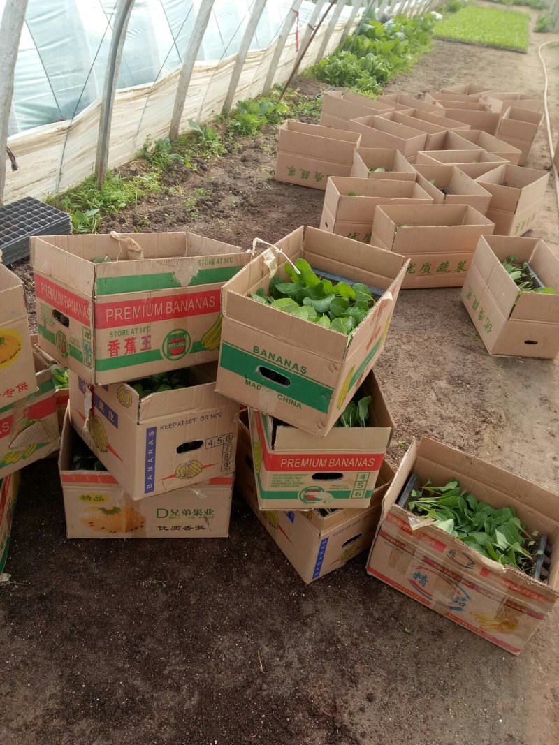 菜花苗，常年供应各个品种青梗白面花菜苗质量有保证，发货快