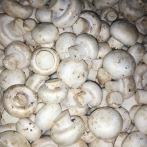 双孢菇鲜菇