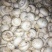 双孢菇鲜菇