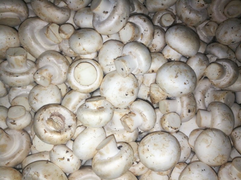 双孢菇鲜菇